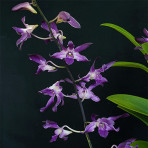 Dendrobium Betty Gotto 